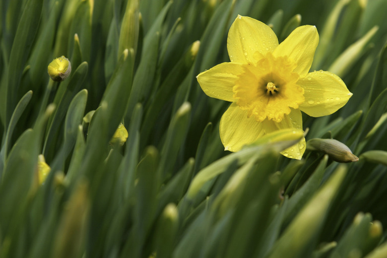 Daffodil flower