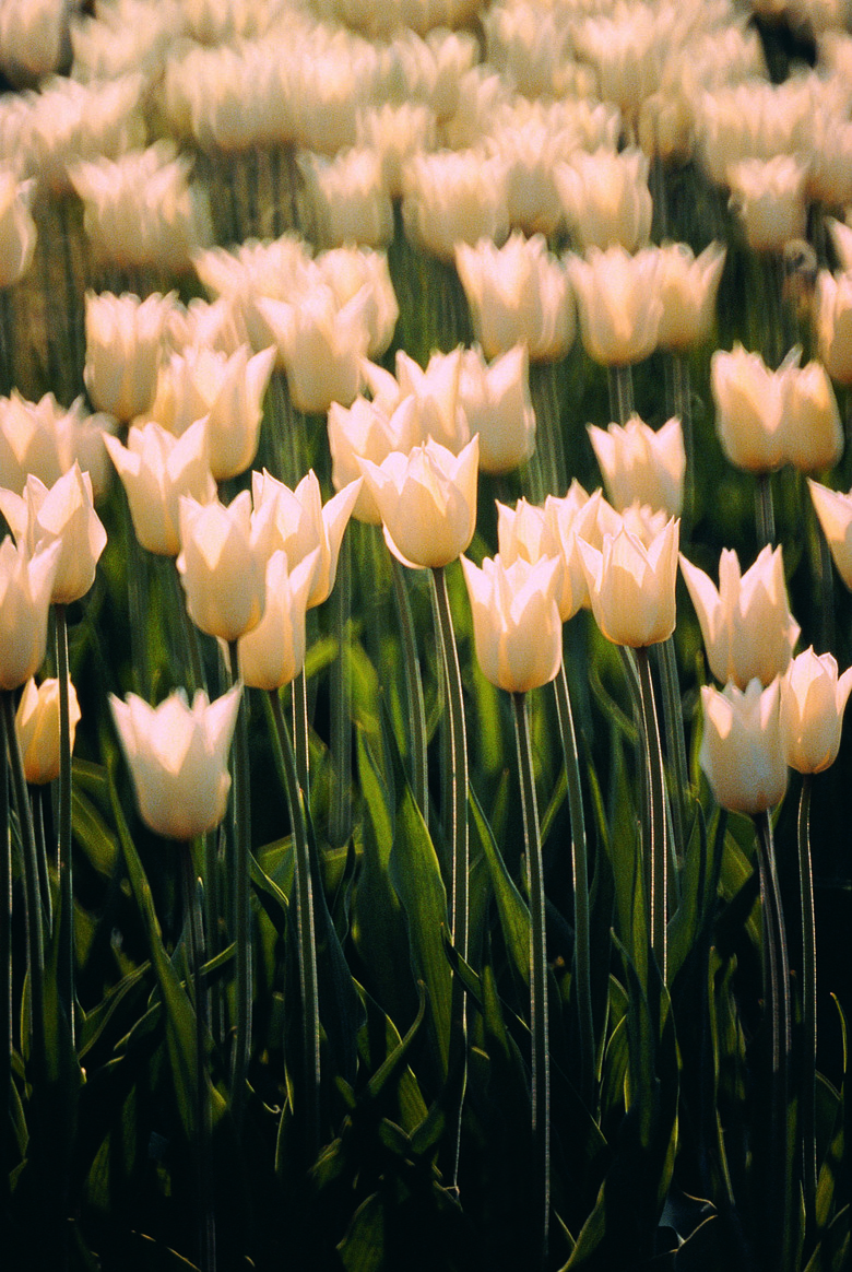 Field of white tulips