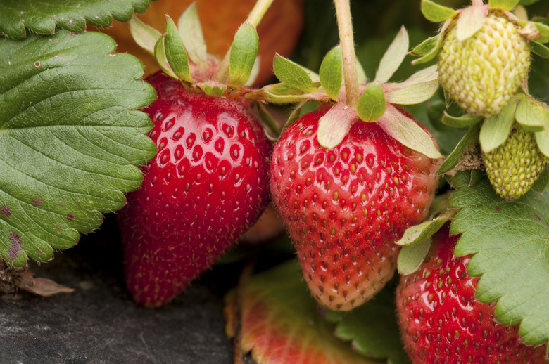 A close-up of some young strawberries (Fragaria x ananassa) still growing on the vine.