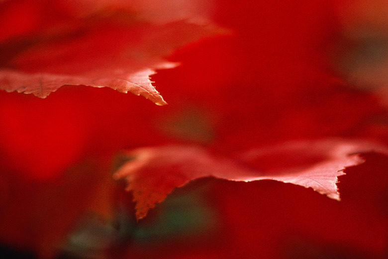 Close-up of maple leaves