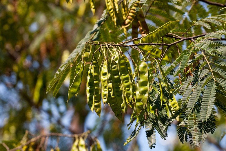 Seed Pods on Mimosa Tree