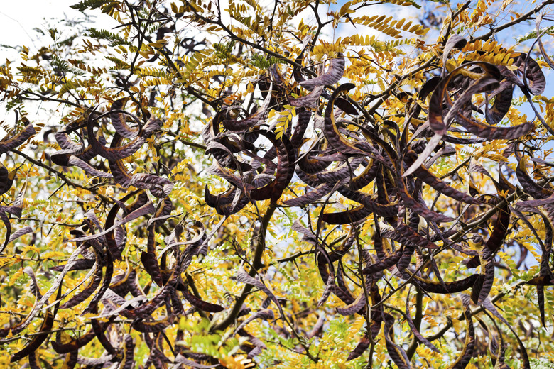 Seed pods on acacia tree close up