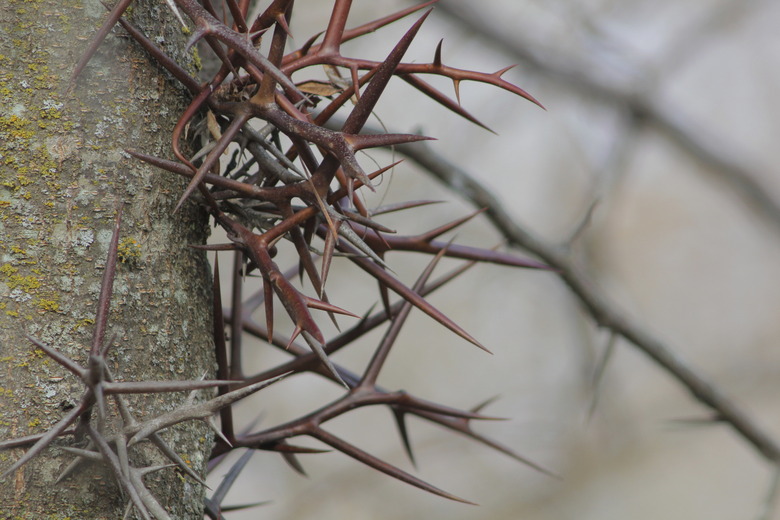 Honey Locust Tree Thorns