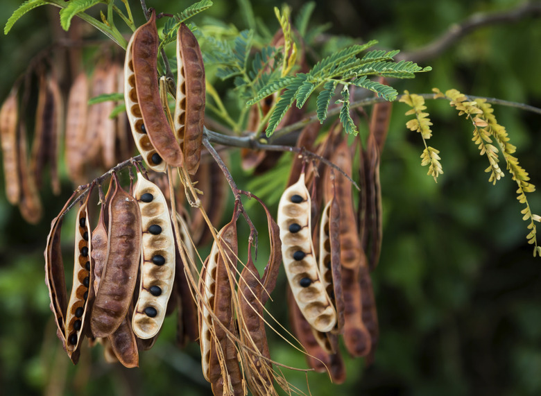 Acacia Koa Seeds