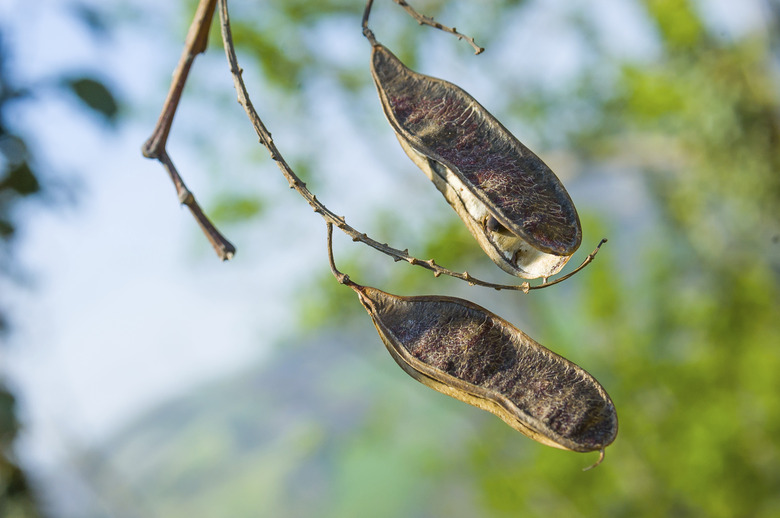 Acacia Seed Pods