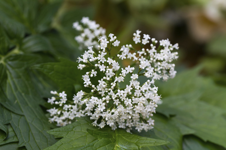 Valeriana on the leaves -  Valerian  officinalis