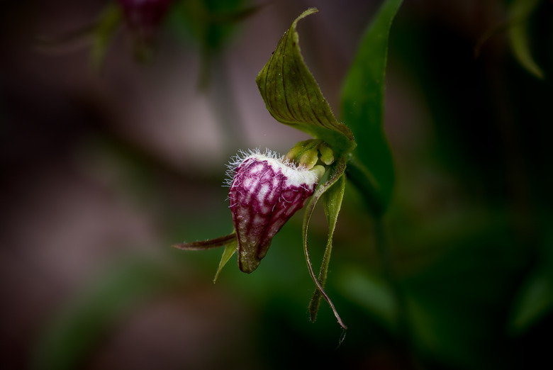 A Guide To Plants Found In The Taiga Biome