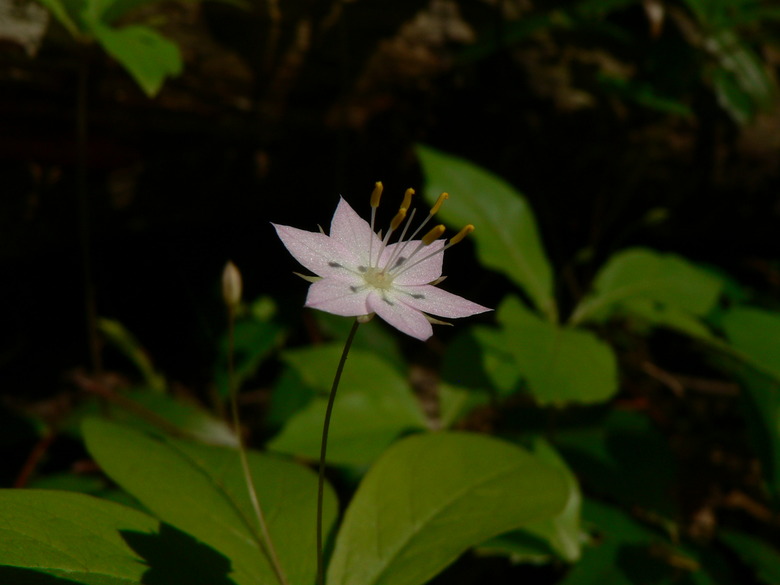 A Guide To Plants Found In The Taiga Biome