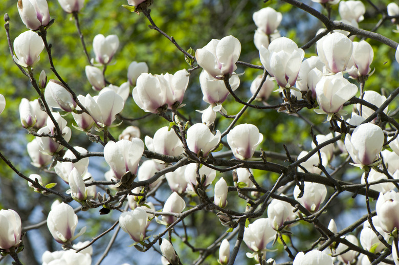 Magnolia blossoms