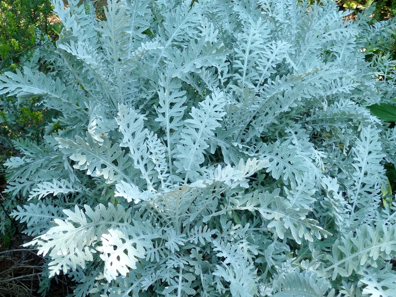 A close-up of a dusty miller plant (Centaurea cineraria).