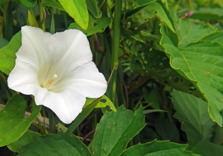 A white moonflower in bloom.