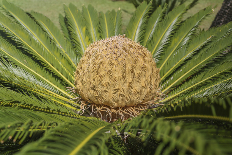 Cycas Palm with a large Seed in it's center