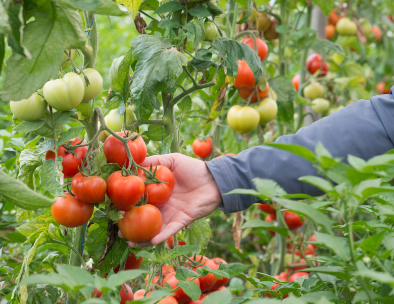 tomato greenhouse