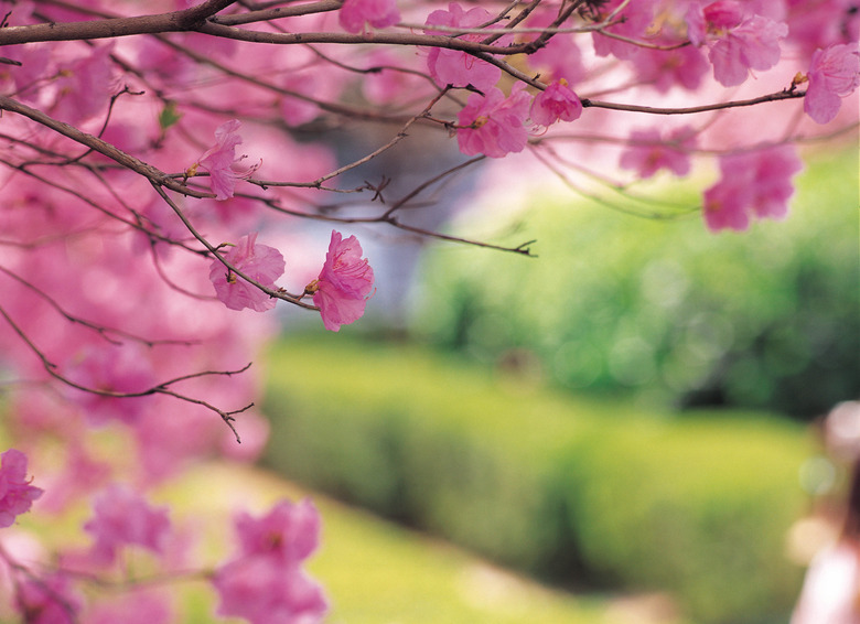 Blooming cherry tree