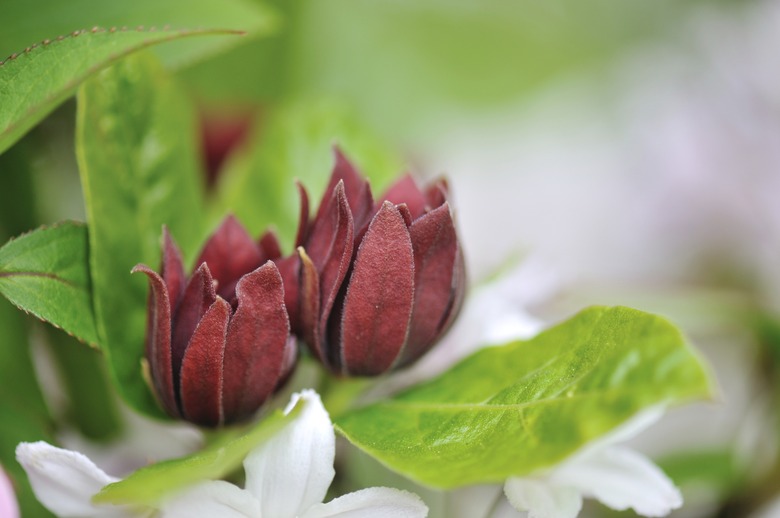 Calycanthus floridus