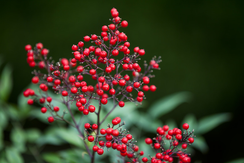 Red berries