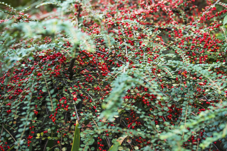 Cotoneaster horizontalis