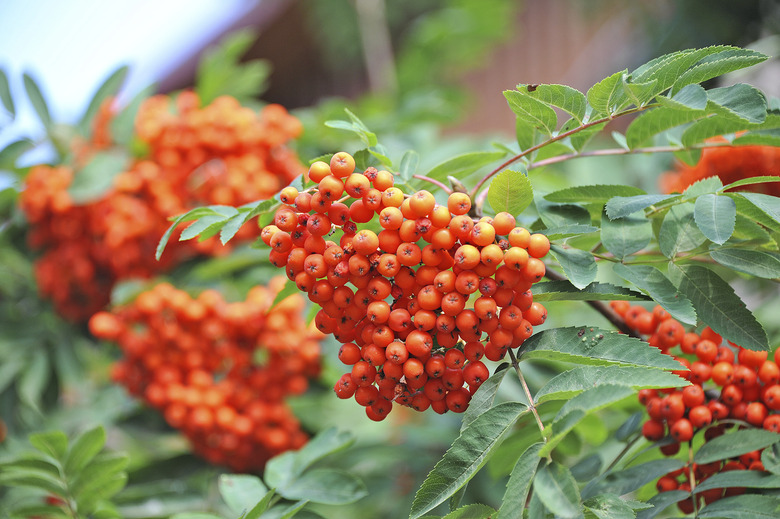 Rowan berries, Mountain ash (Sorbus)