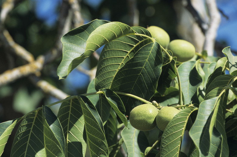 Walnut plant close-up, late Spring