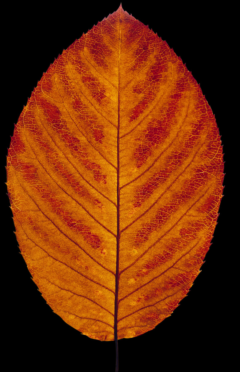 Leaf