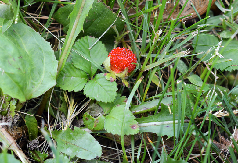 A round mock strawberry (Potentilla indica) grows upward on a vine.