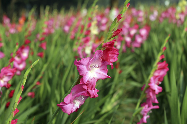 Colorful Gladiolas Garden