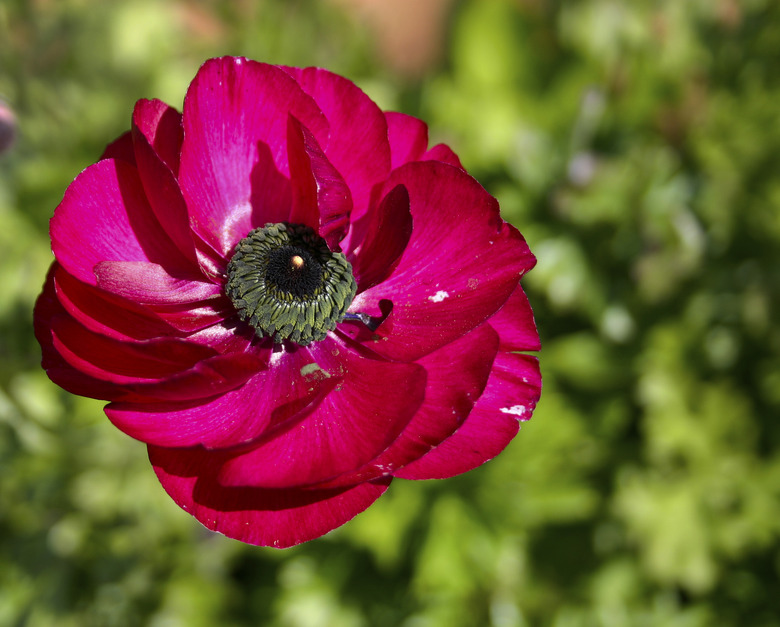 Ranunculus flower pink