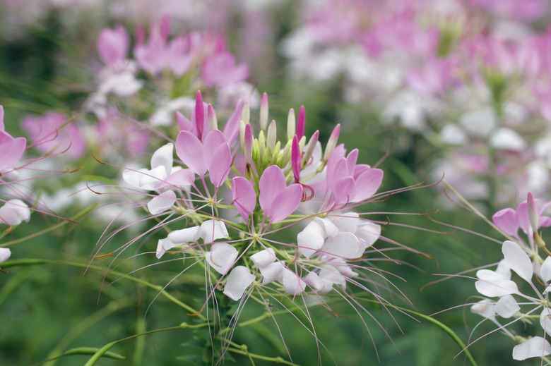 Spider flower