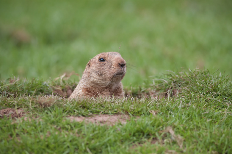 Groundhog