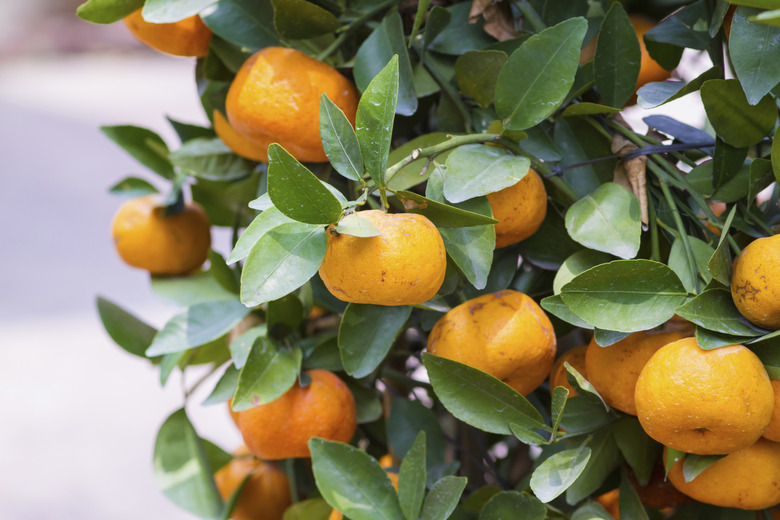 Mandarin fruit tree