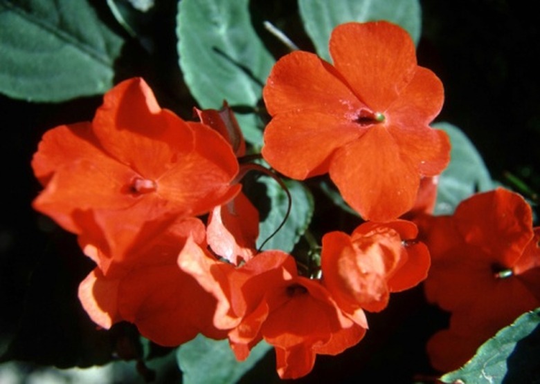 A close-up of some lovely orange impatiens (Impatiens walleriana).