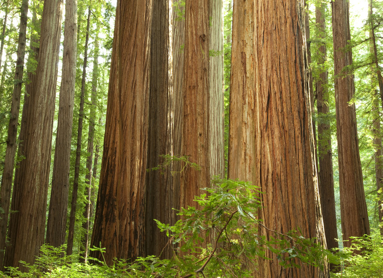 The Redwood National Forest