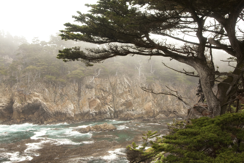 Cypress Trees on Cliff Tops Above Blue Ocean with Seaweed