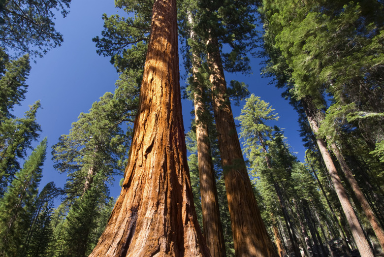 Giant Sequoia tree, Mariposa Grove, Yosemite National Park, California, USA