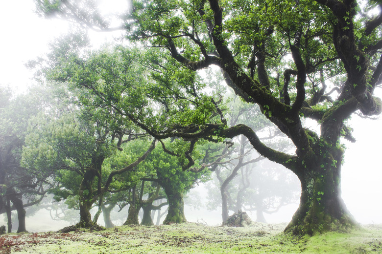 Old Trees in the mist