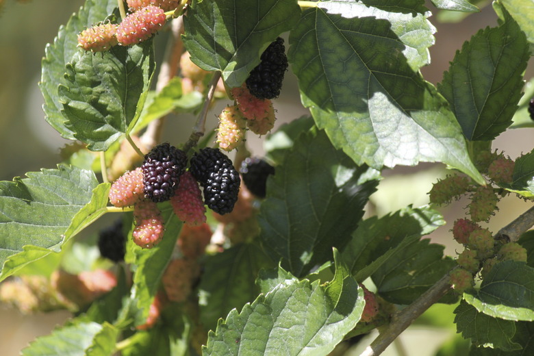 Mulberries on a mulberry tree