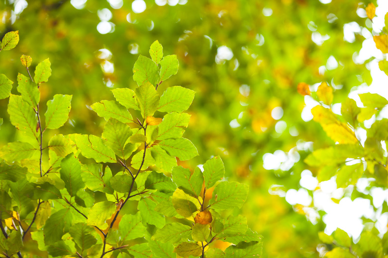 Detail shot of bright green leaves