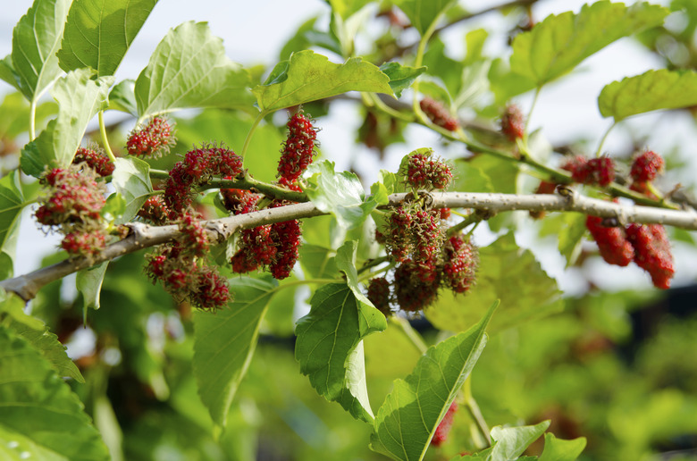 Mulberry ripe