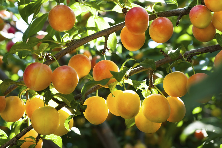 Fresh Peach on a Tree