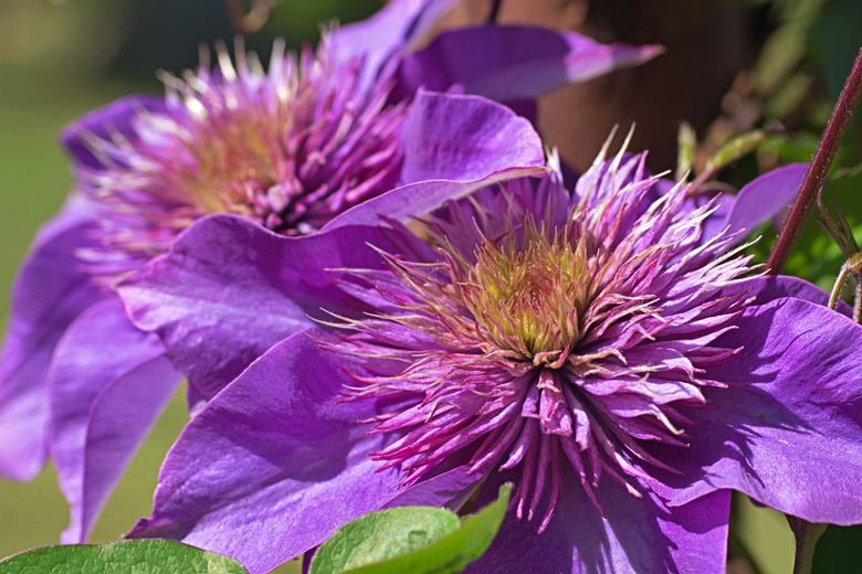 A close-up of some radiantly purple clematis flowers.