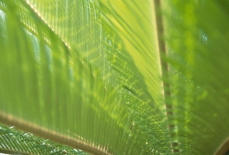 Sago palm