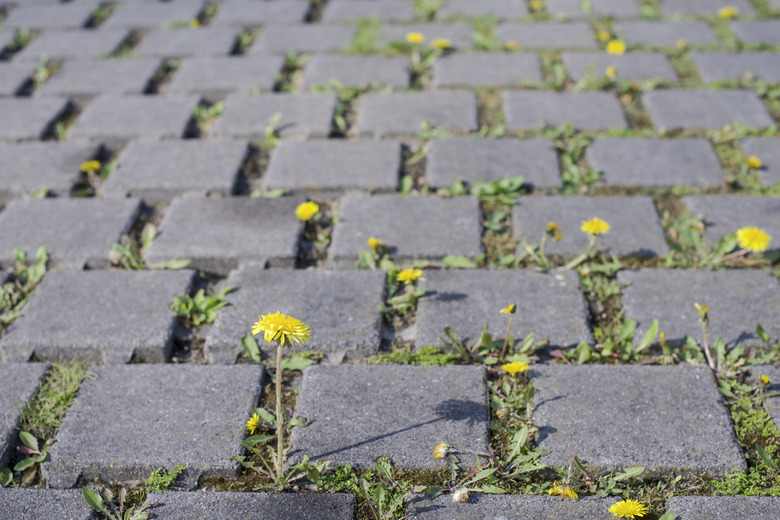 dandelions