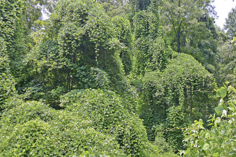 Ubiquitious Kudzu