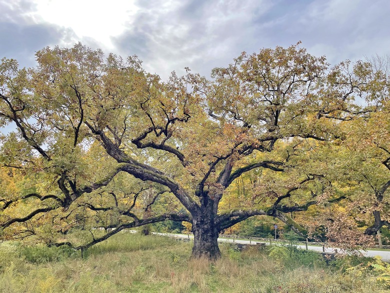 A majestic white oak (Quercus alba) with leaves of various colors growing in Bedford, New York.