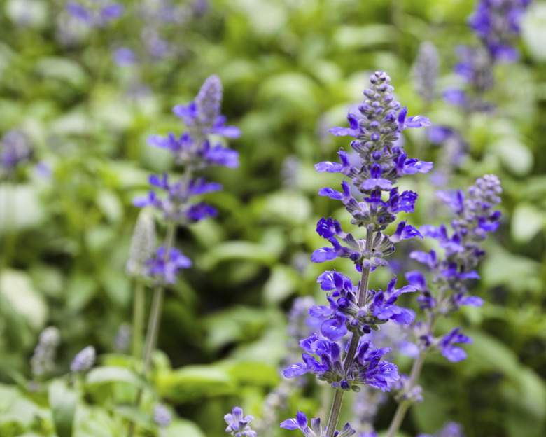 Mealycup sage blossom