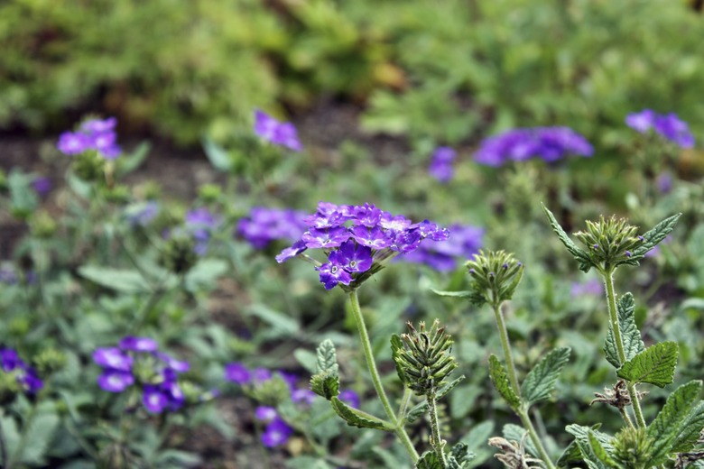 Verbena flowers