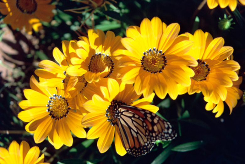 A butterfly visits some lovely yellow gazanias.