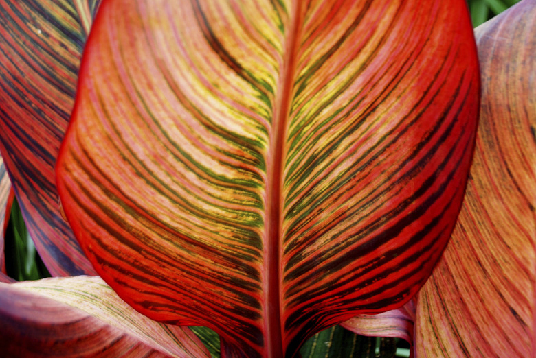 A close-up of a Tropicanna® canna lily (Canna 'Phasion' Tropicanna®).