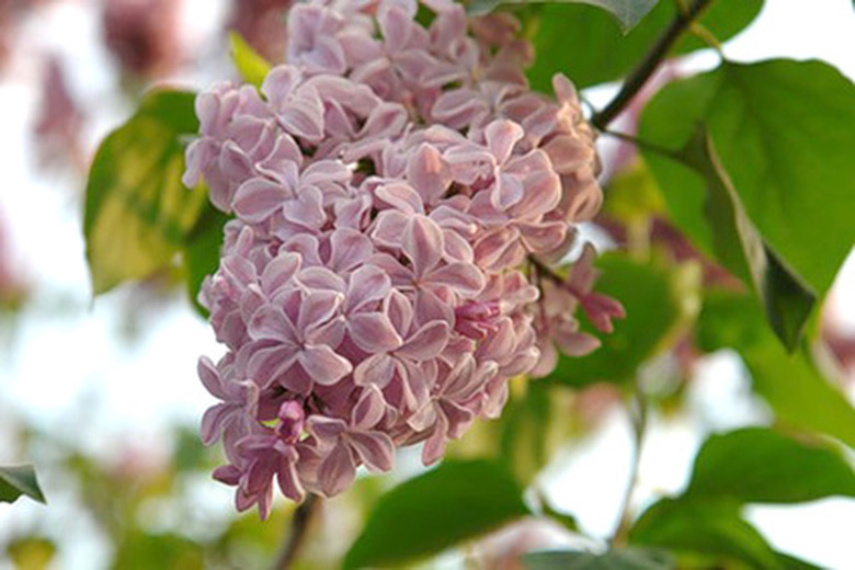 A close-up of a panicle of blooms on a lilac tree.