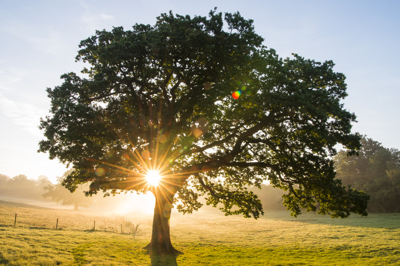 An oak tree at sunrise with the sun shining through its branches.